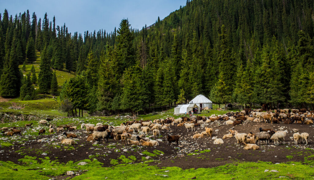 Image of the mountains of Krgystan and sheep that merino wool comes from for Page and Company rugs
